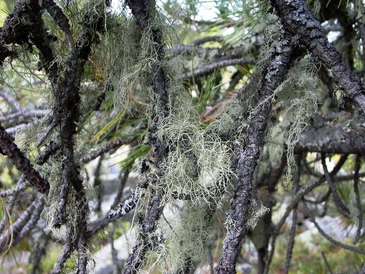 Таежный лишайник