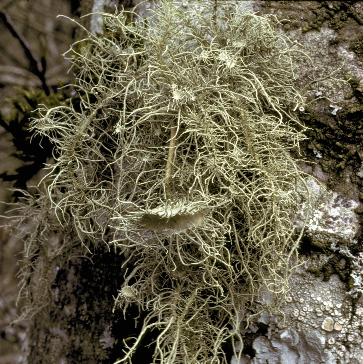 Кунашир уснея