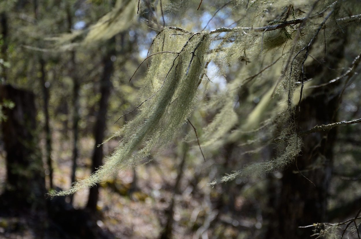 Уснея бородатая лечебные