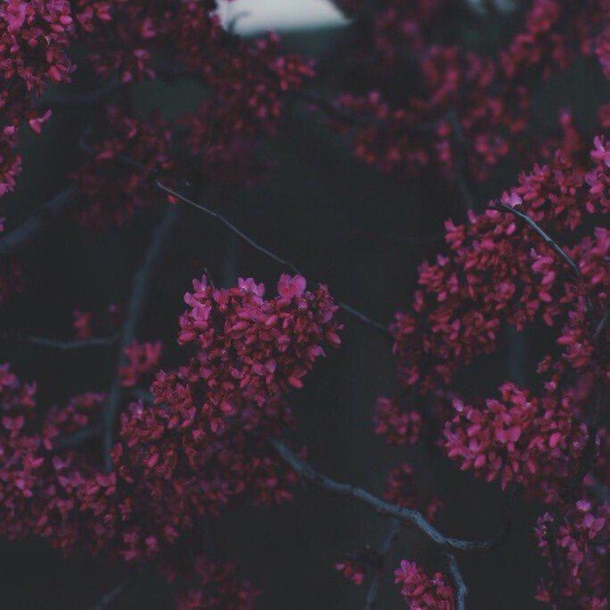 Эстетика бордового