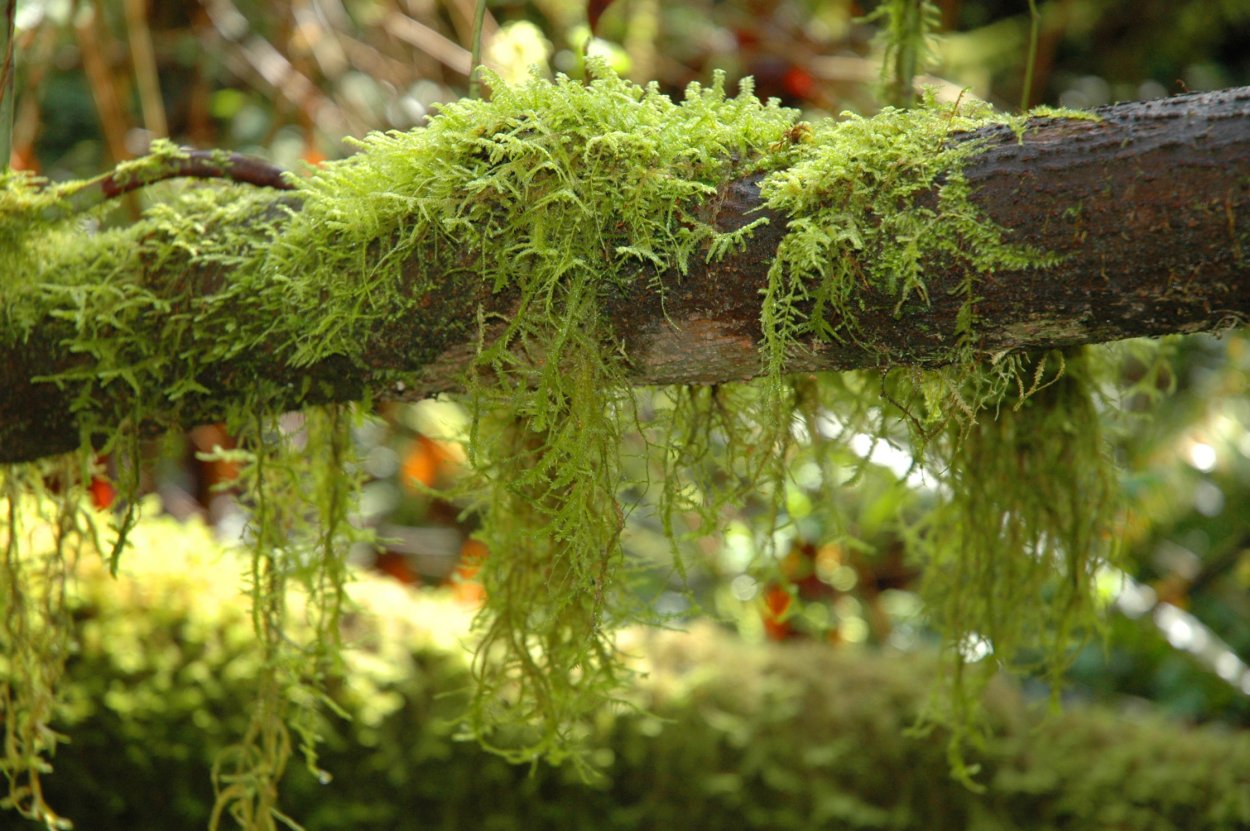 Уснея длиннейшая