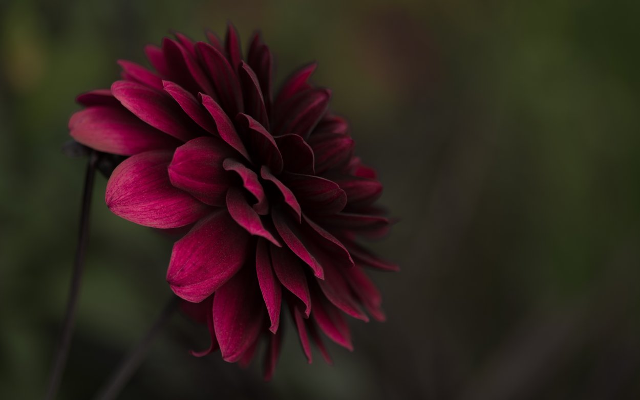 Лес в розовых тонах