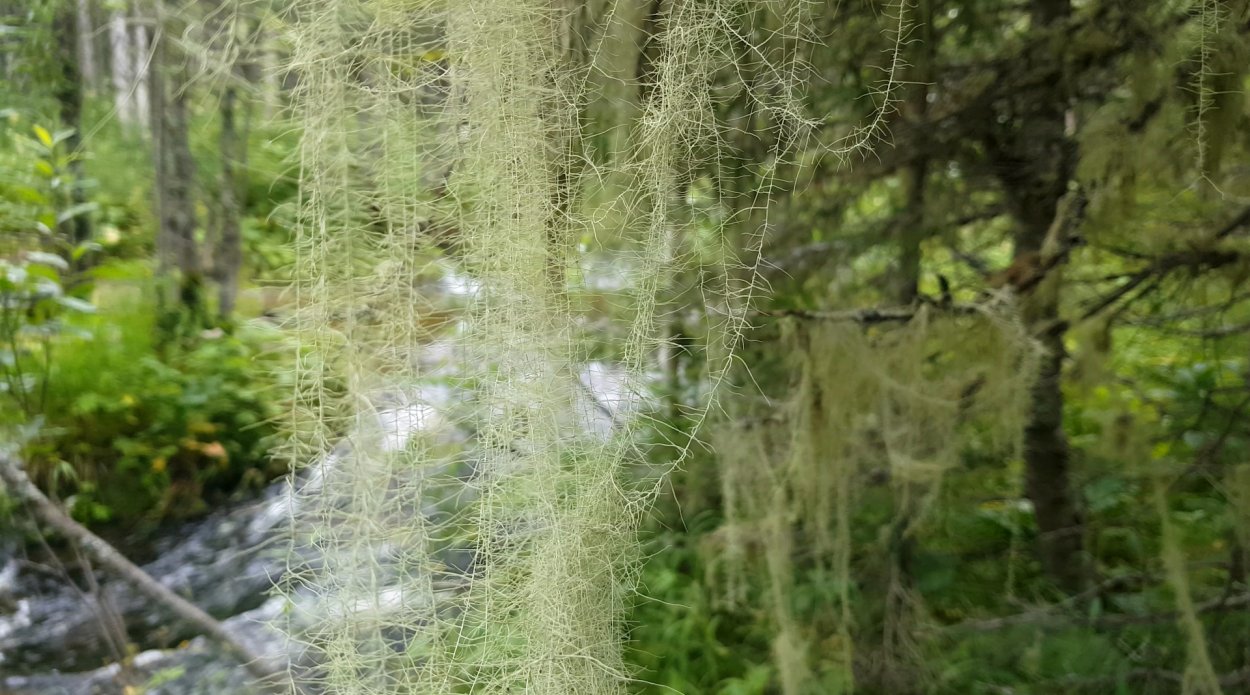 Мох уснея бородатая