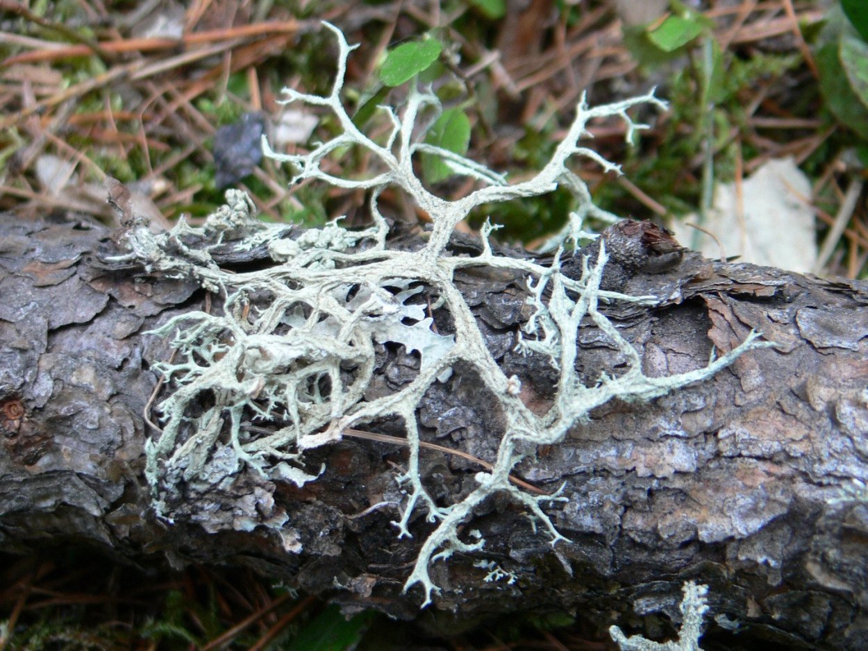 Уснея бородатая