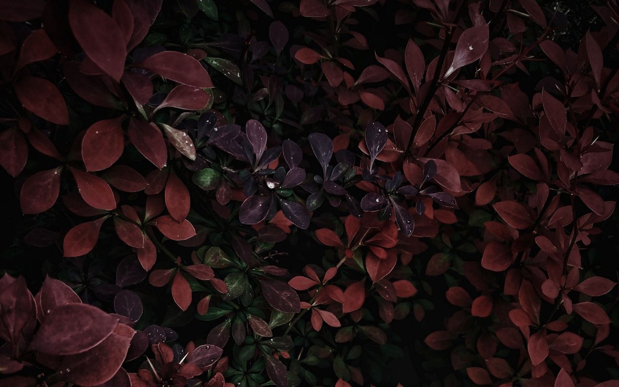 Растение с красными листьями