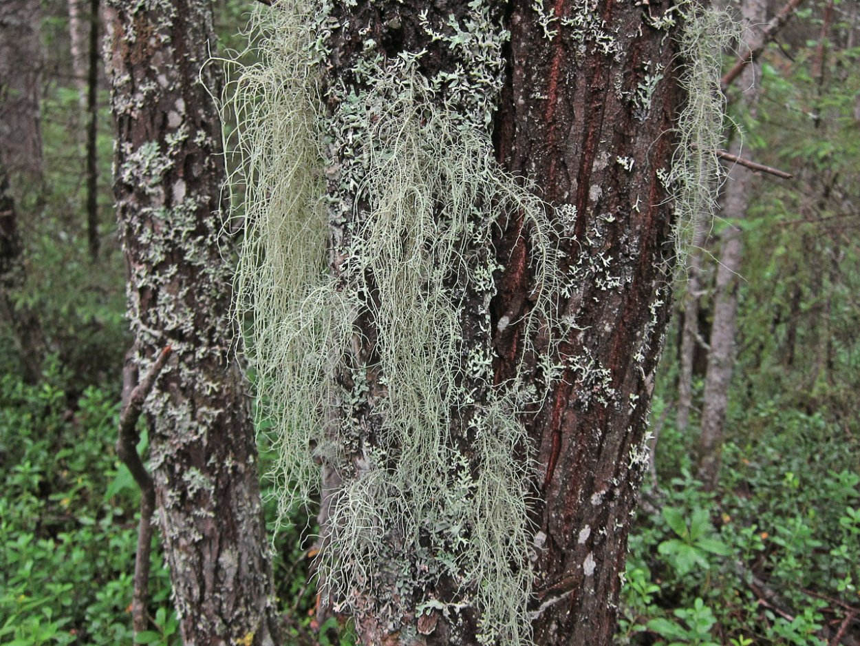 Мох уснея бородатая