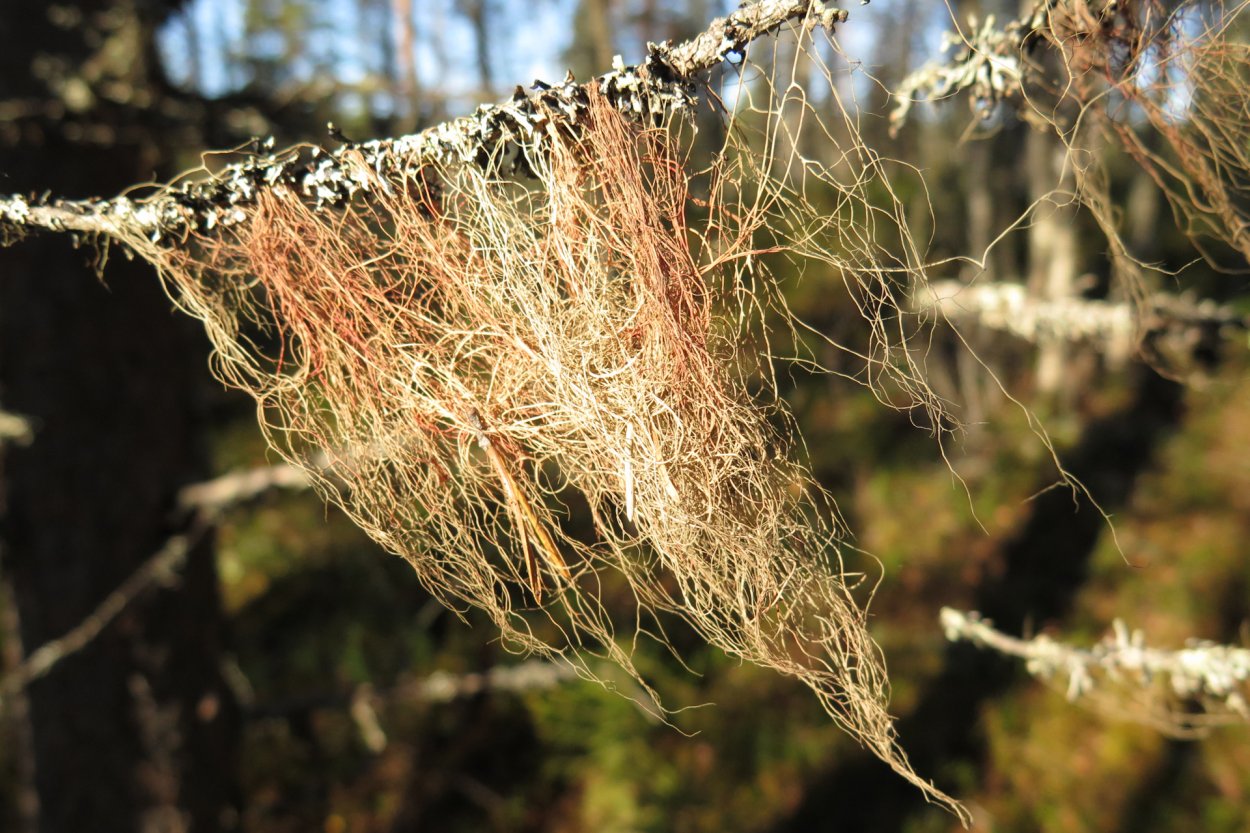 Уснея лишайник