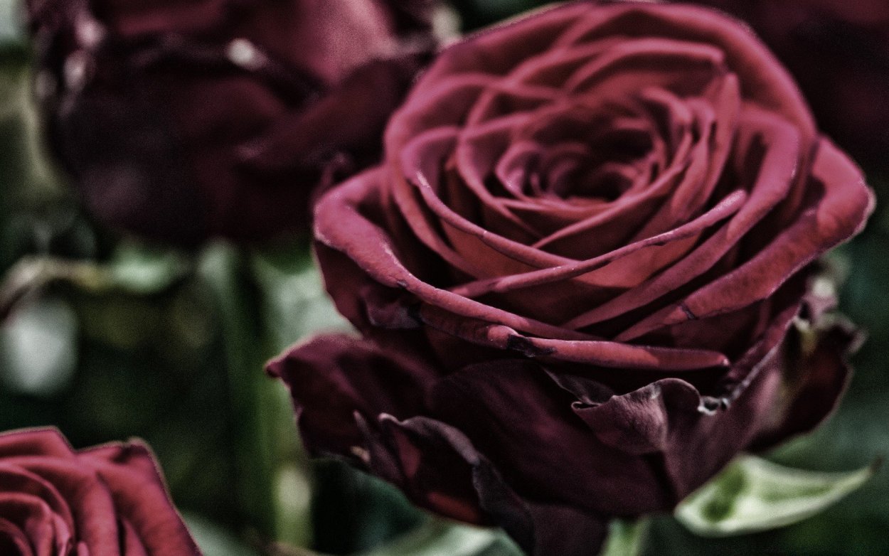 Темно зеленые растения