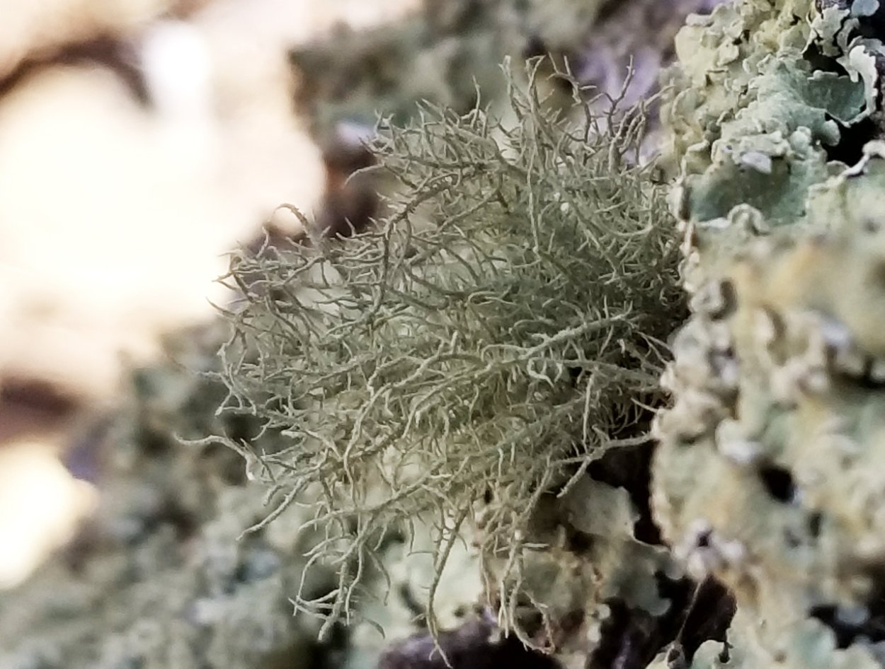 Трава уснея бородатая