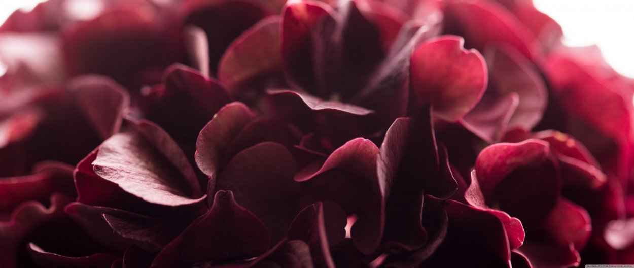 Темные листья