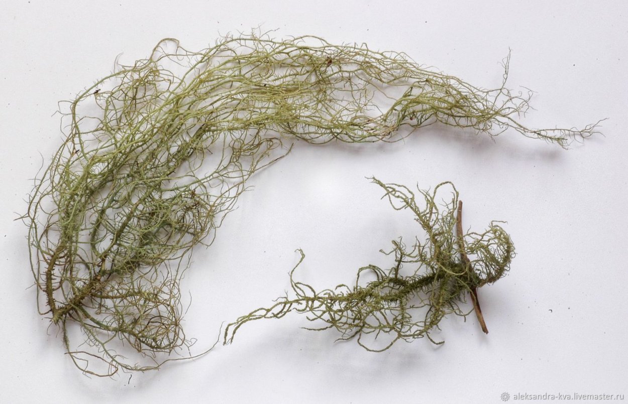 Уснея бородатая