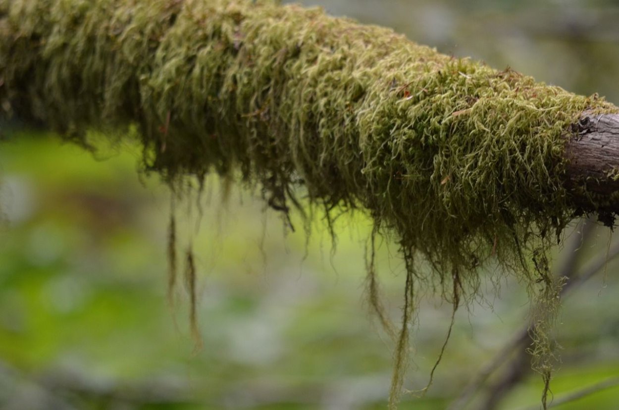 Мох свисающий с деревьев