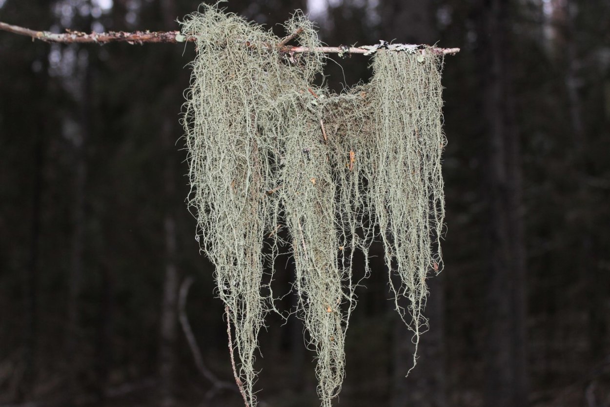 Борода лешего уснея бородатая