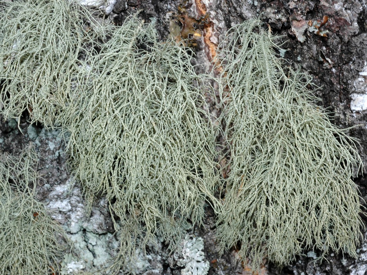 Уснея лишайник