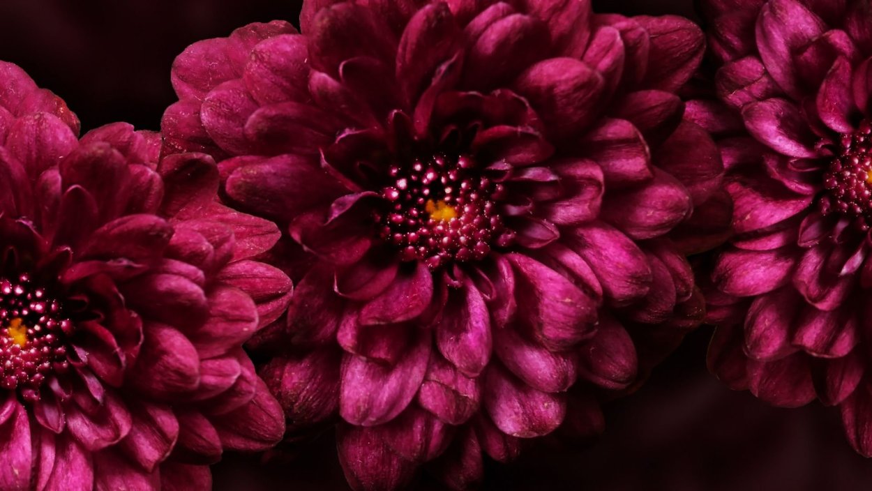 Бордовый цвет в природе