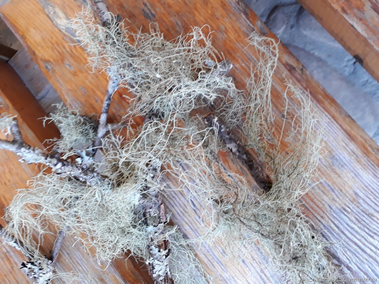 Зелёные эпифитные мхи Приморья