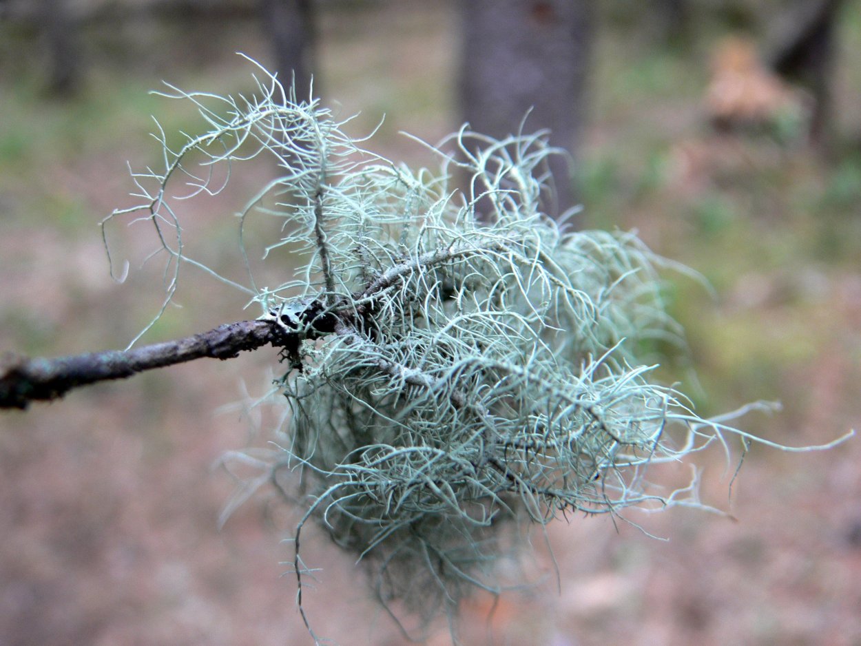 Уснея бородатая внеярусная