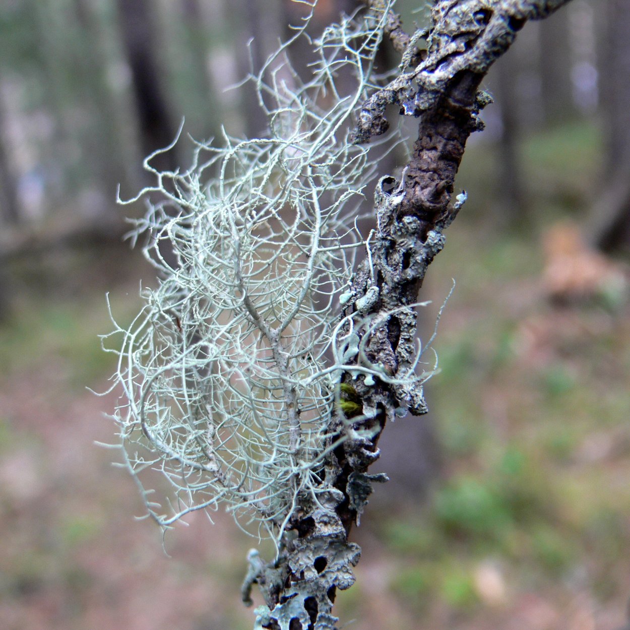 Уснея в косметике
