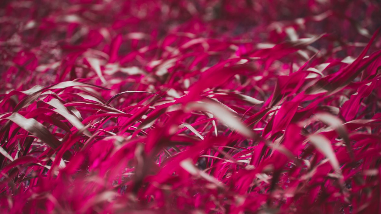 Георгин Империалис