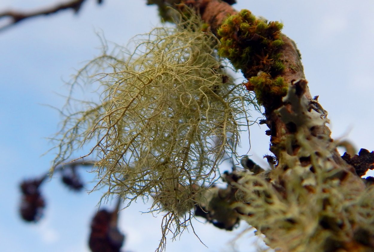 Уснея бородатая лишайник