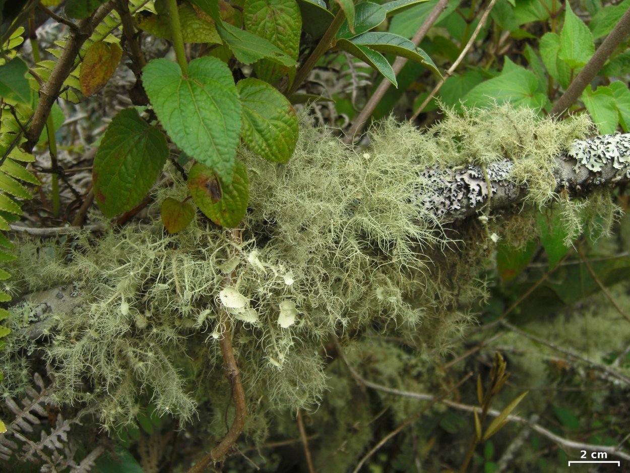 Уснея бородатая