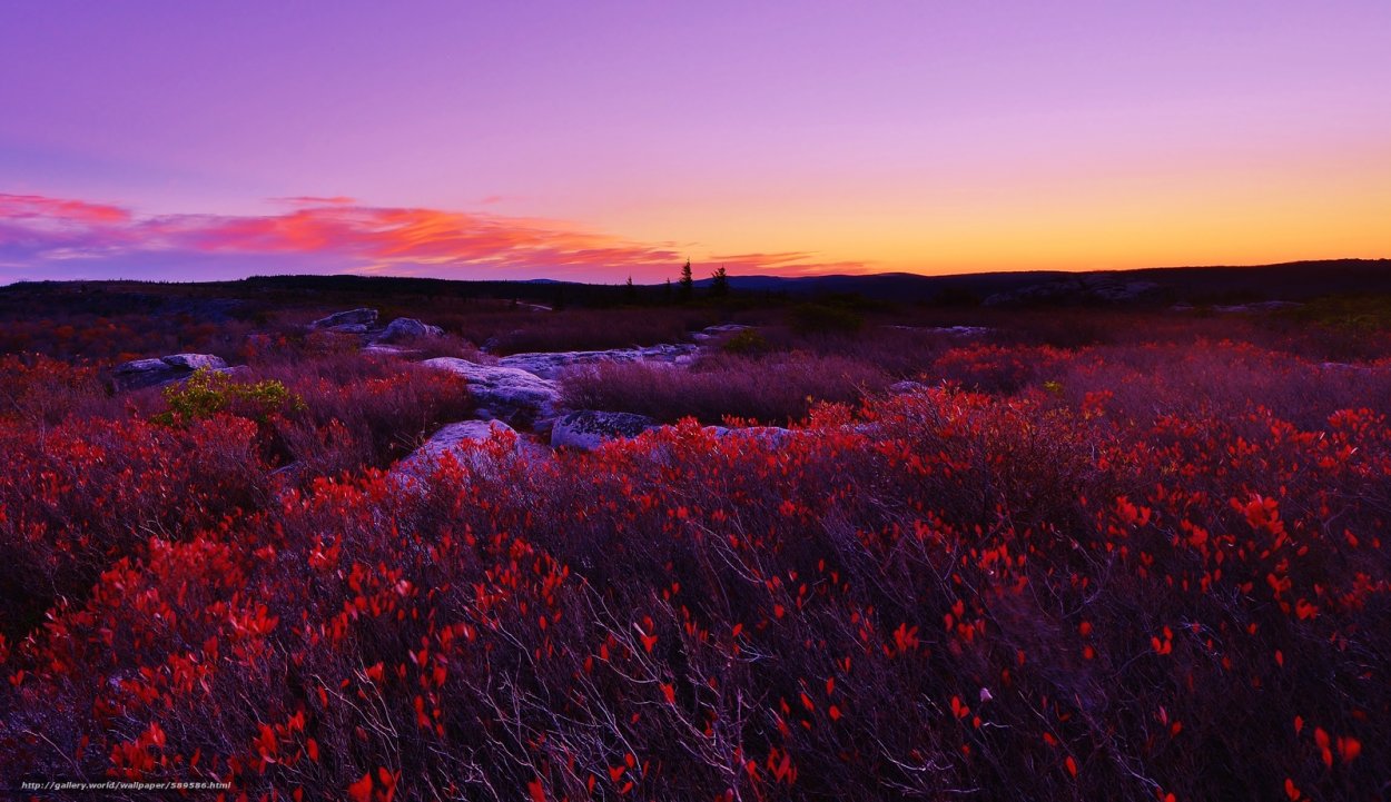 Рисунок на бордовом фоне