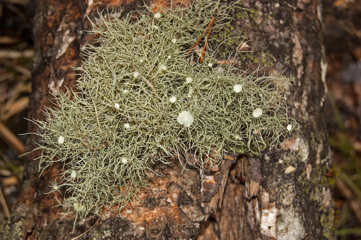 Бриория Bryoria