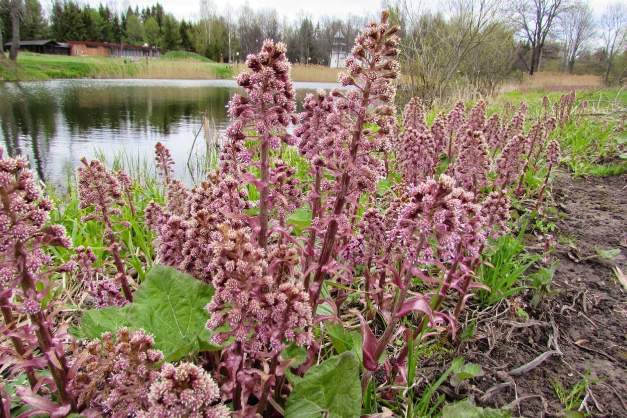 Лопух Дальневосточный