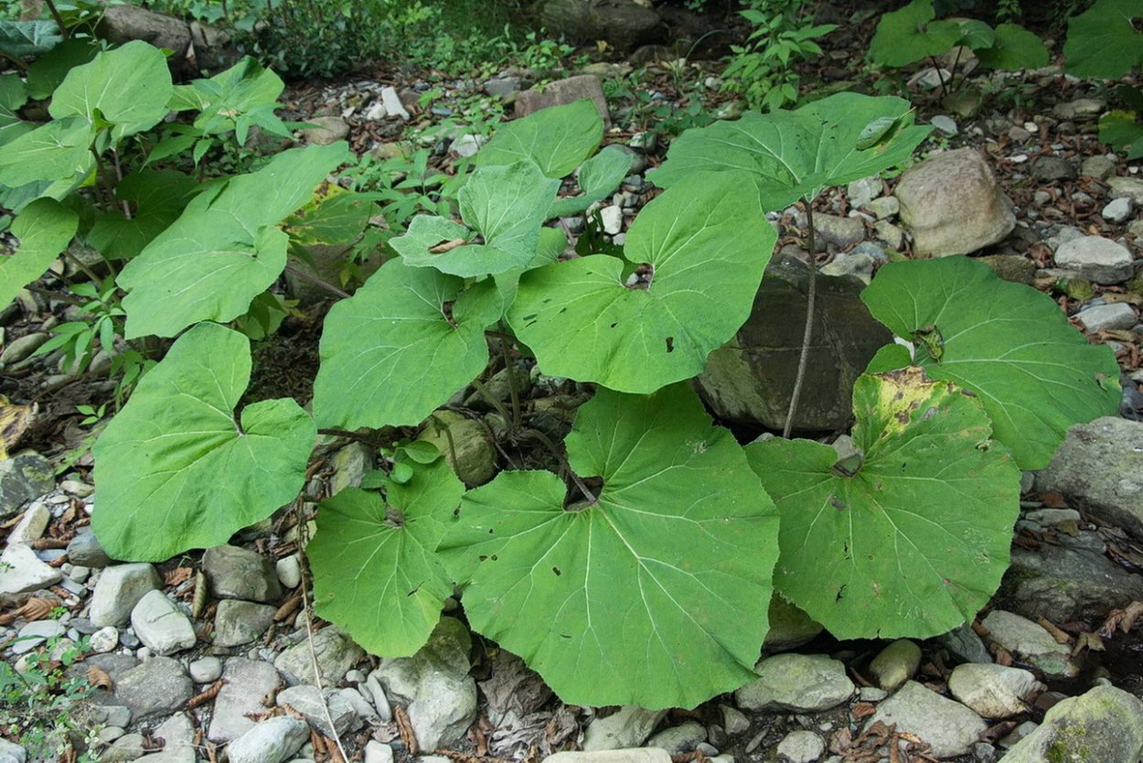 Белокопытник обыкновенный