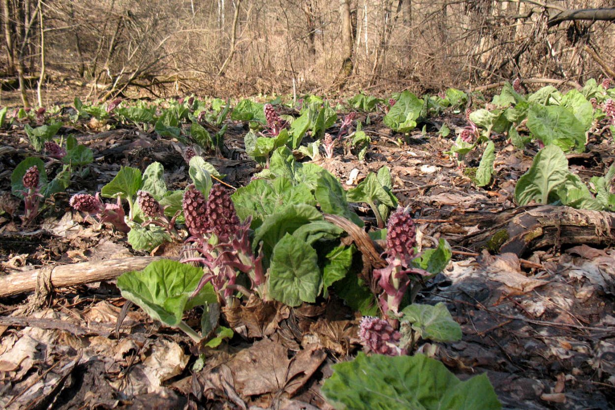 Лопух Дубравный Лесной