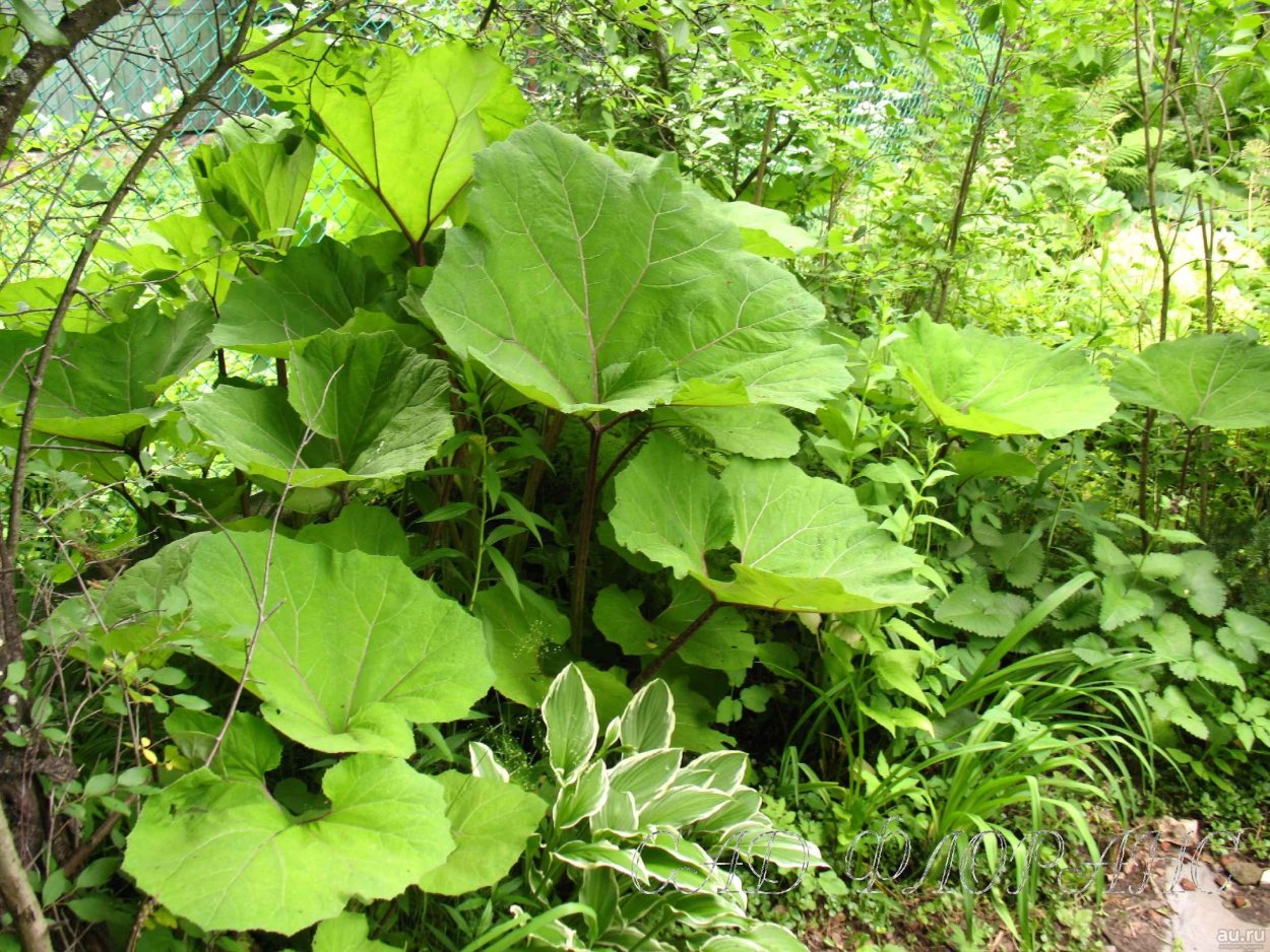 Белокопытник японский купить