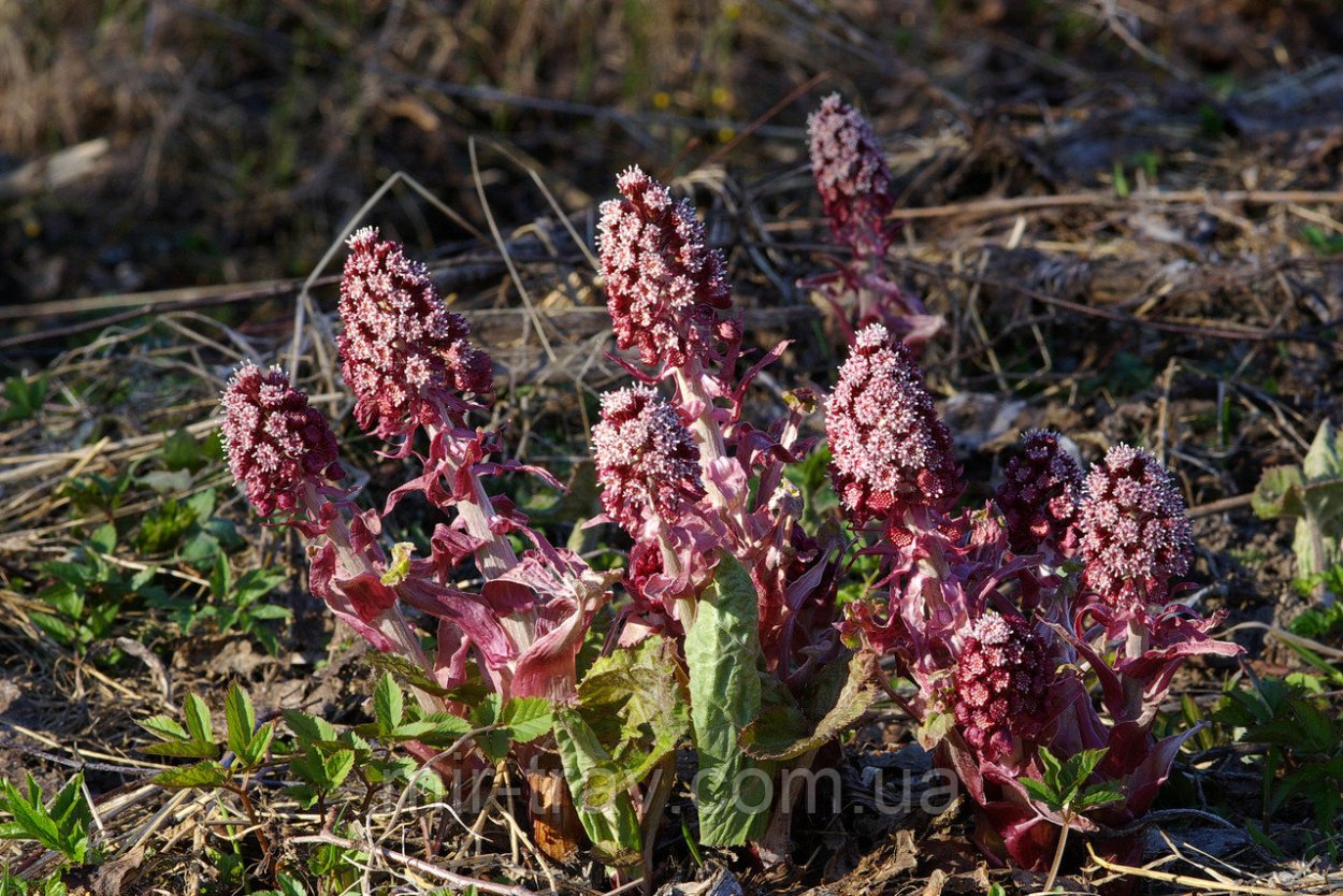 Лопух белокопытник семена