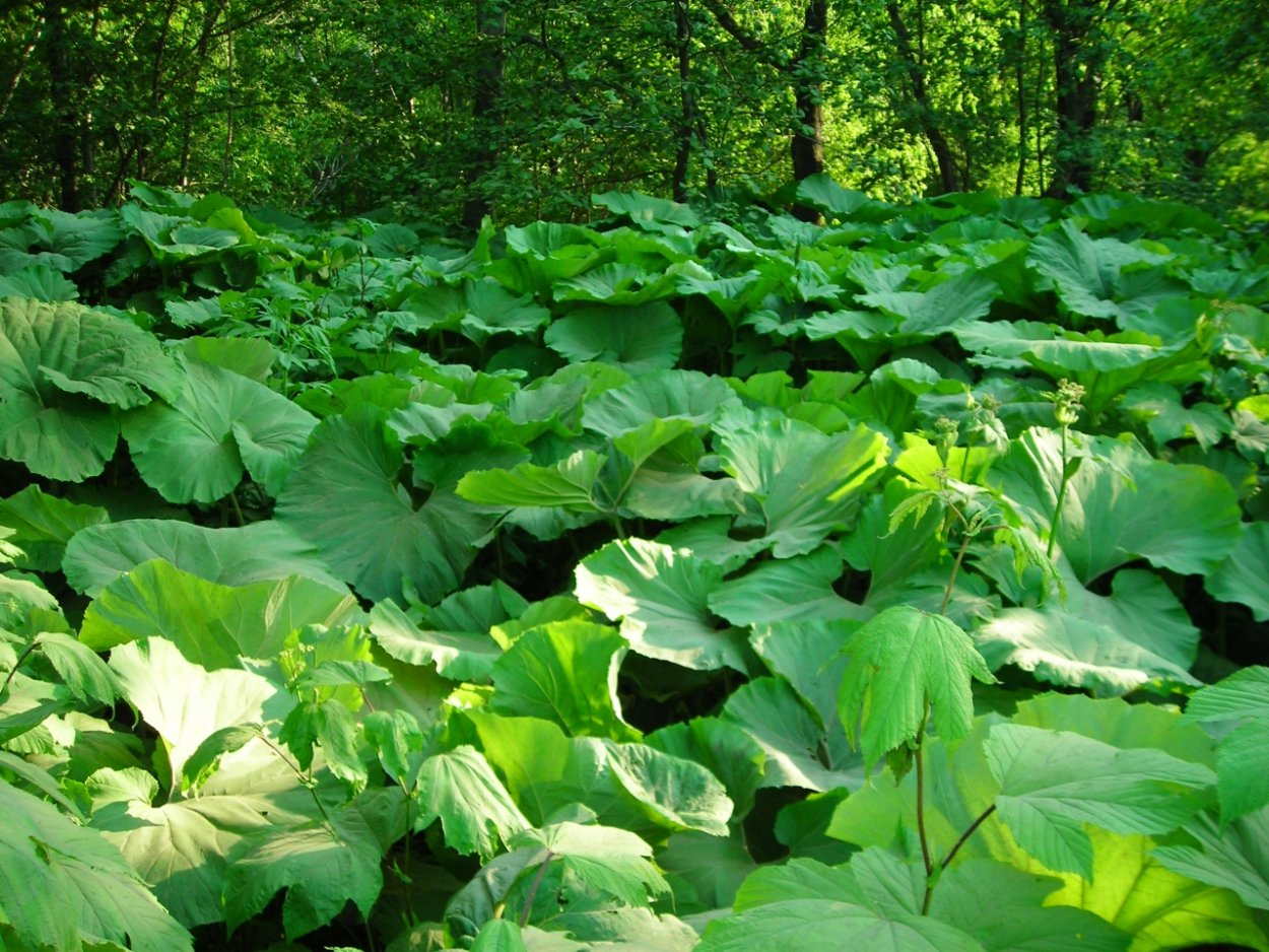 Гуннера влагалищная