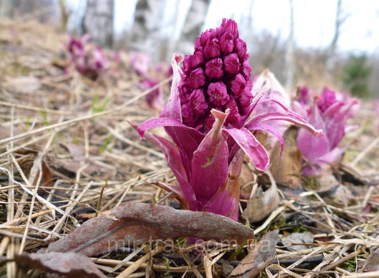 Белокопытник гибридный