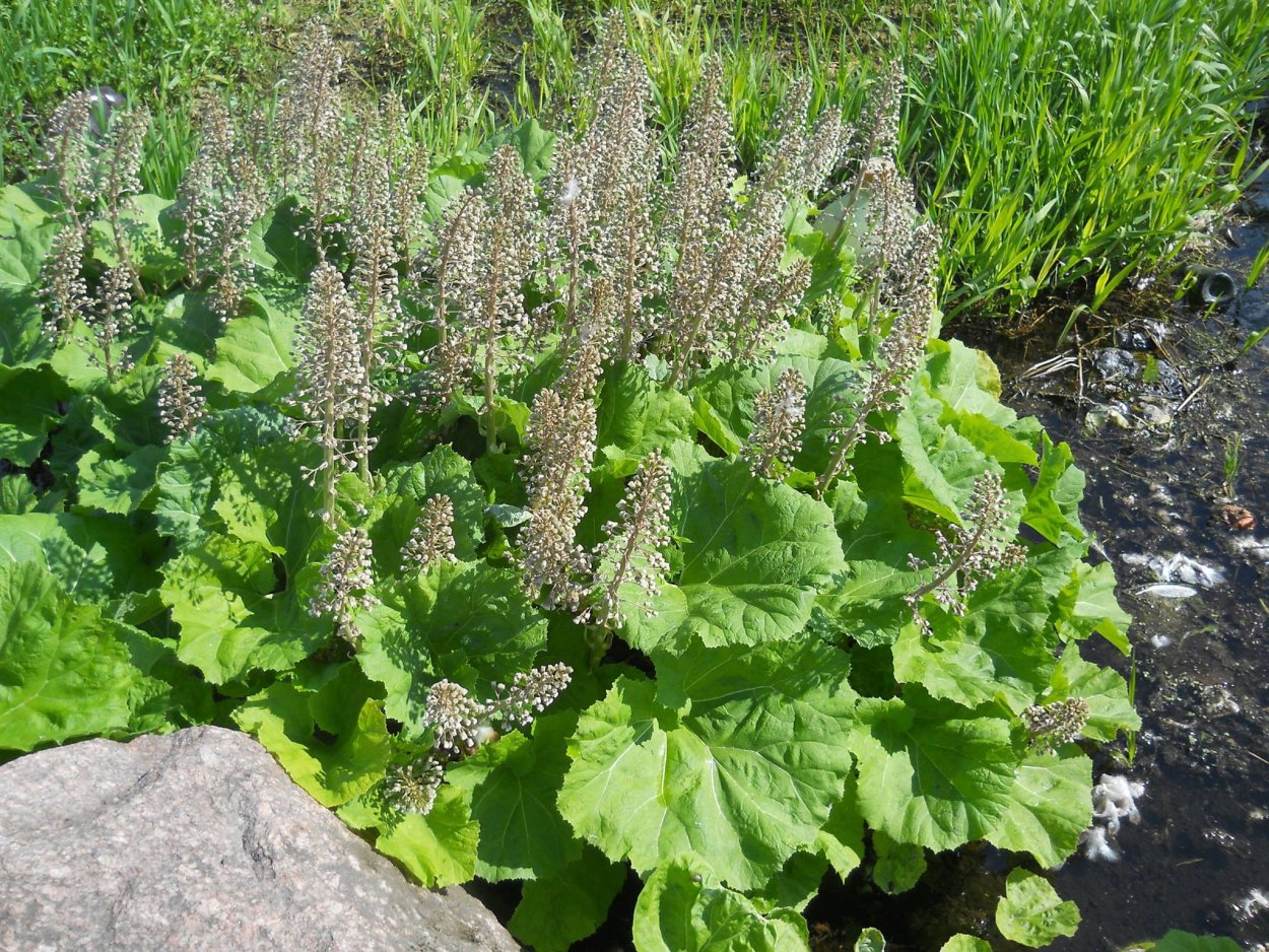 Белокопытник Татеваки