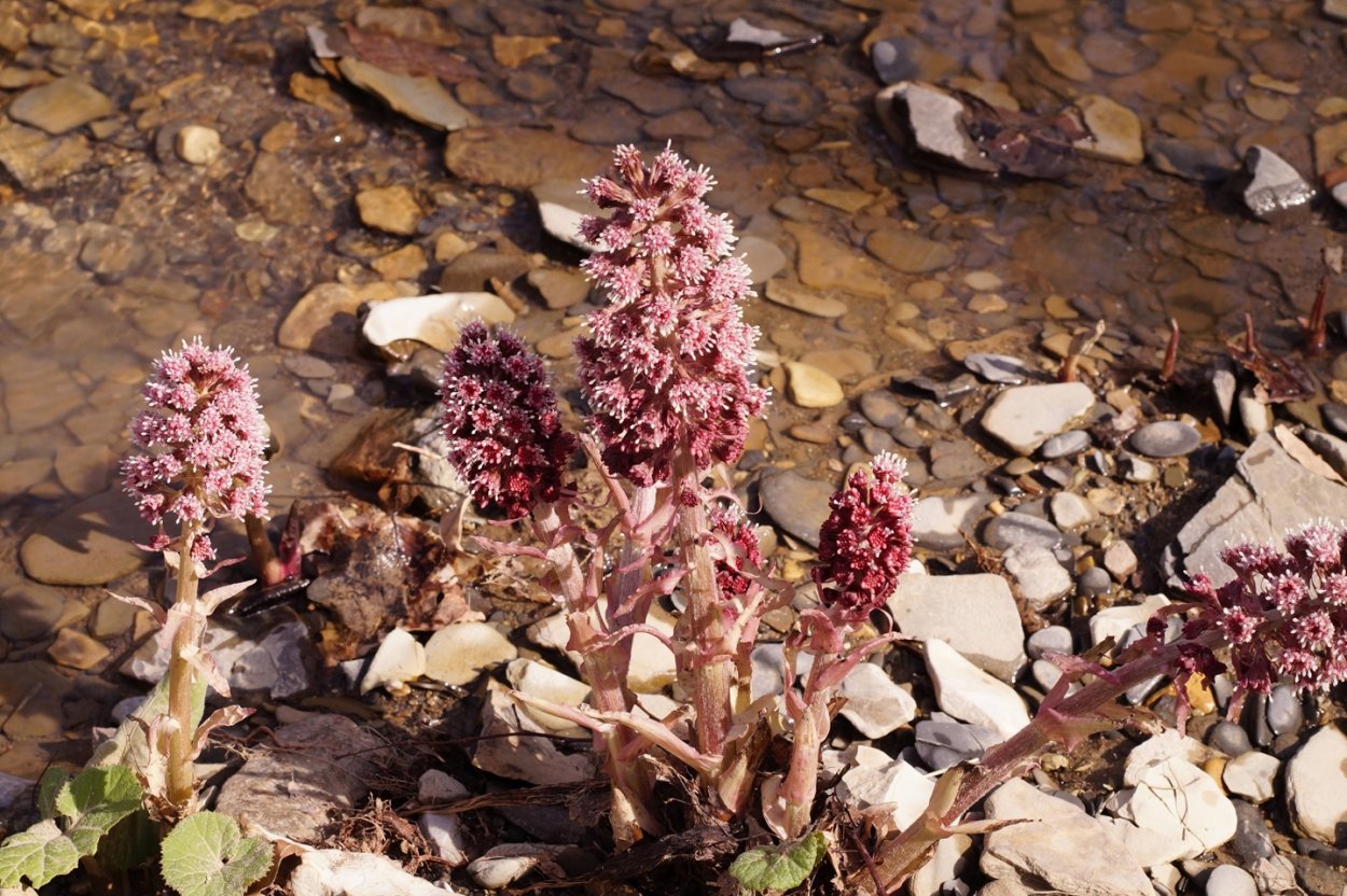 Белокопытник лекарственный корни