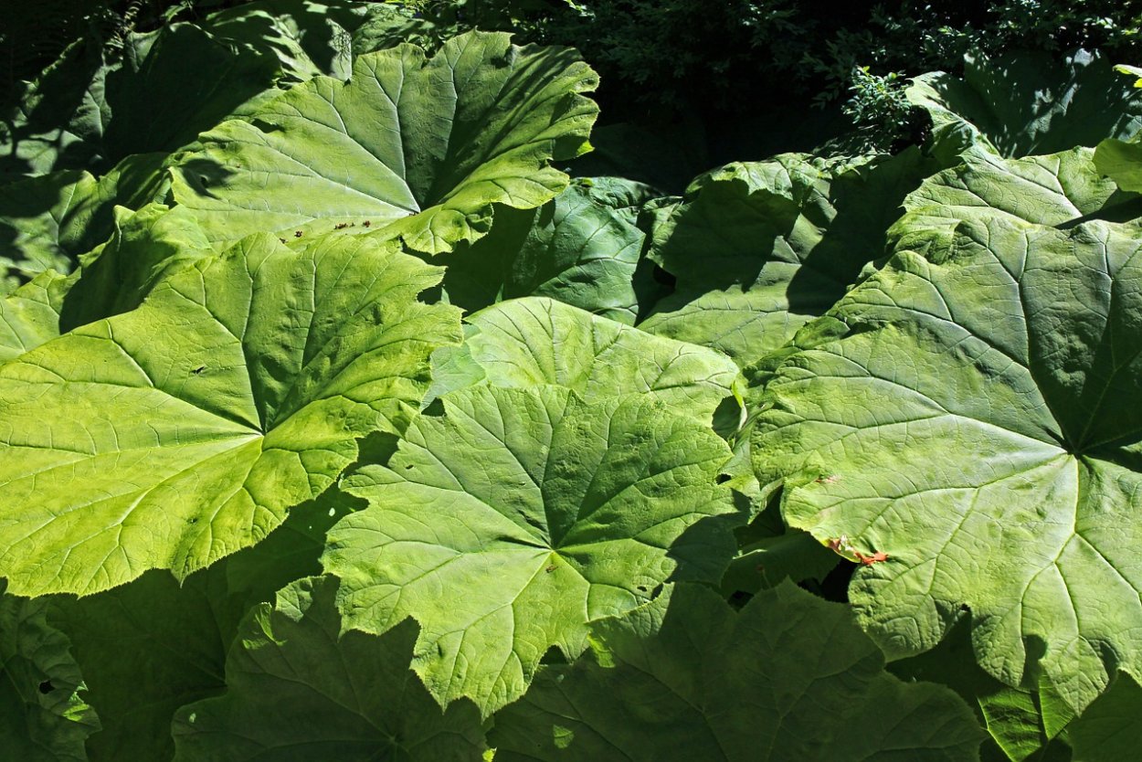 Белокопытник Дальневосточный