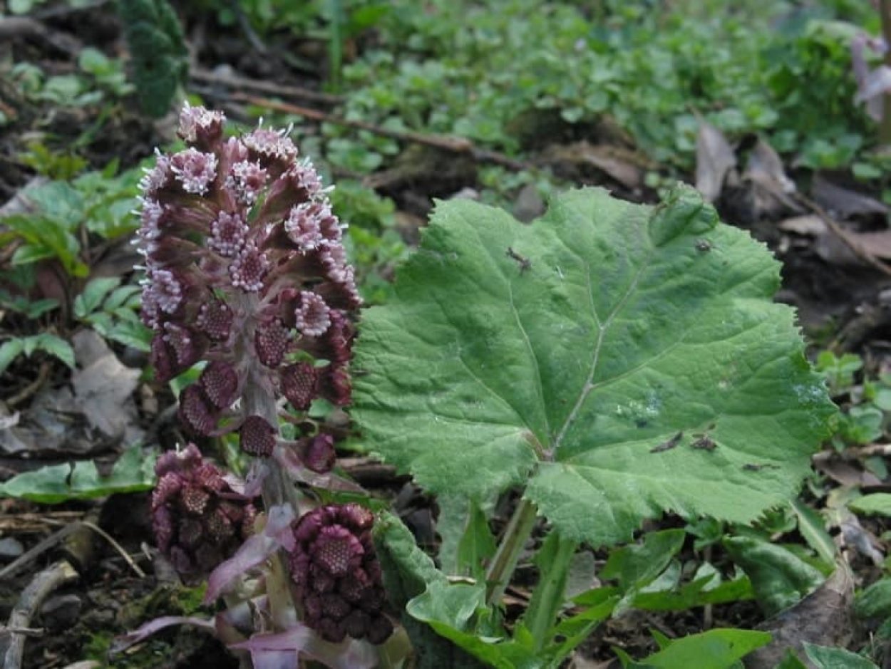 Белокопытник гибридный