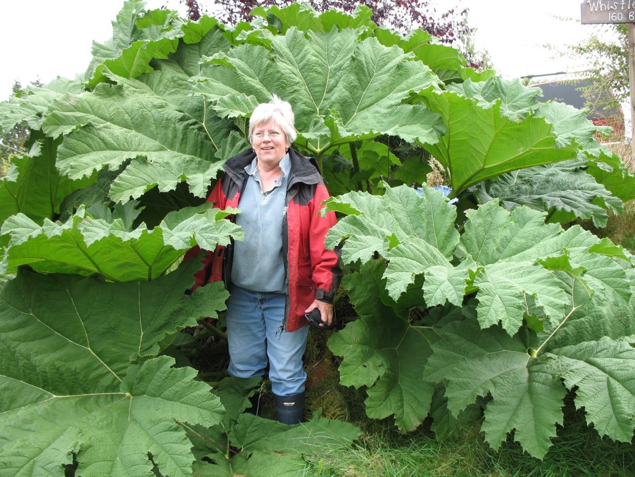 Белокопытник душистый