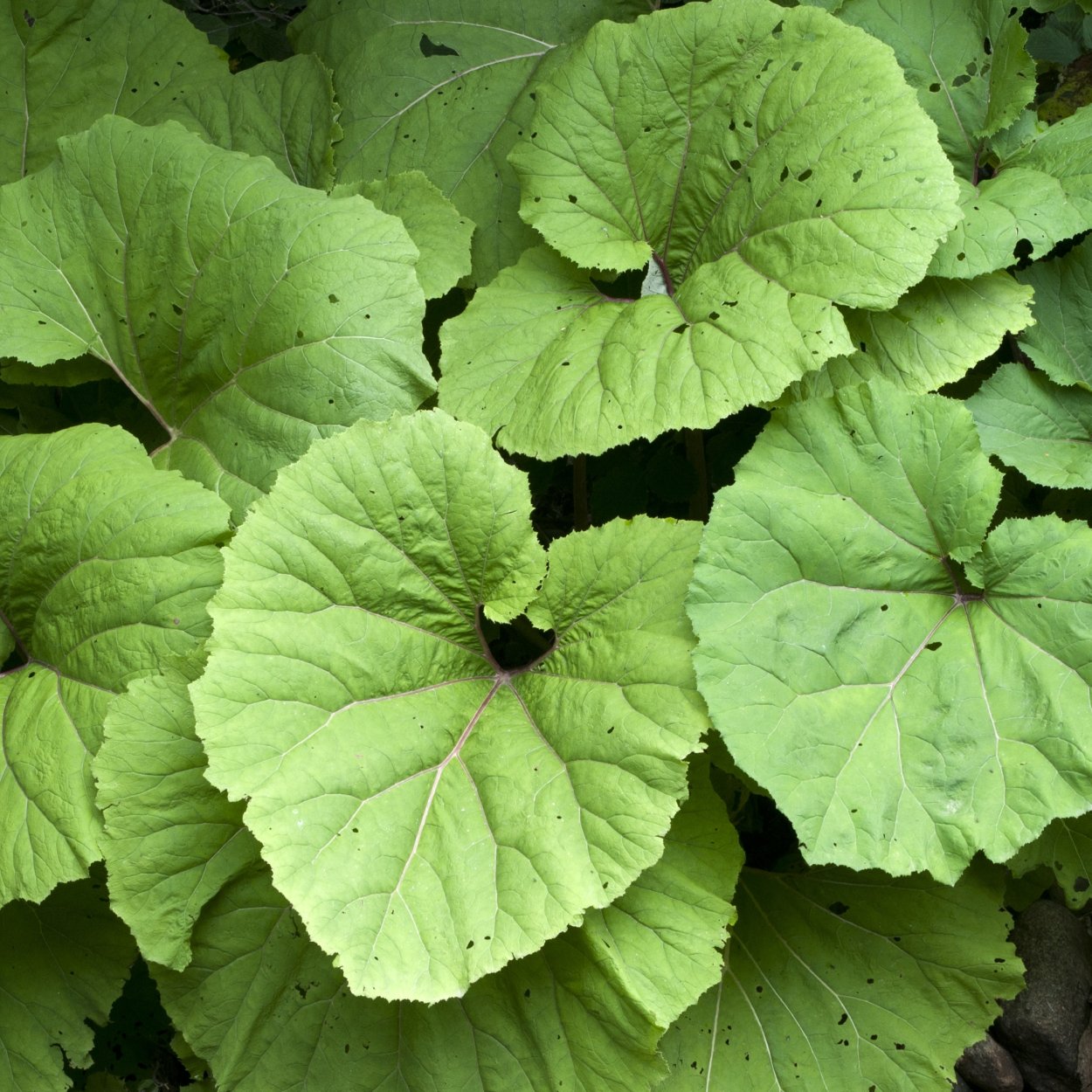 Белокопытник пальчатый