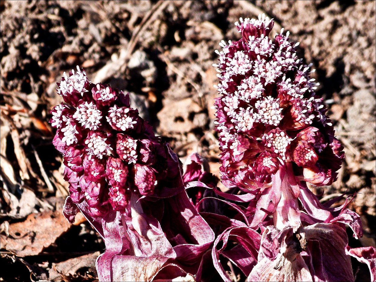 Лопух Лесной