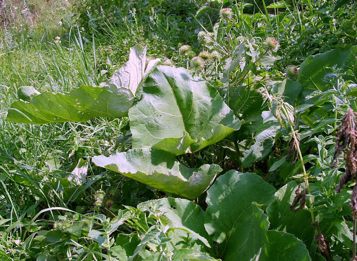 Белокопытник Татеваки