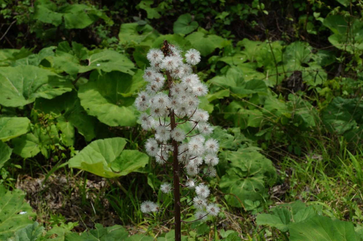 Белокопытник гибридный