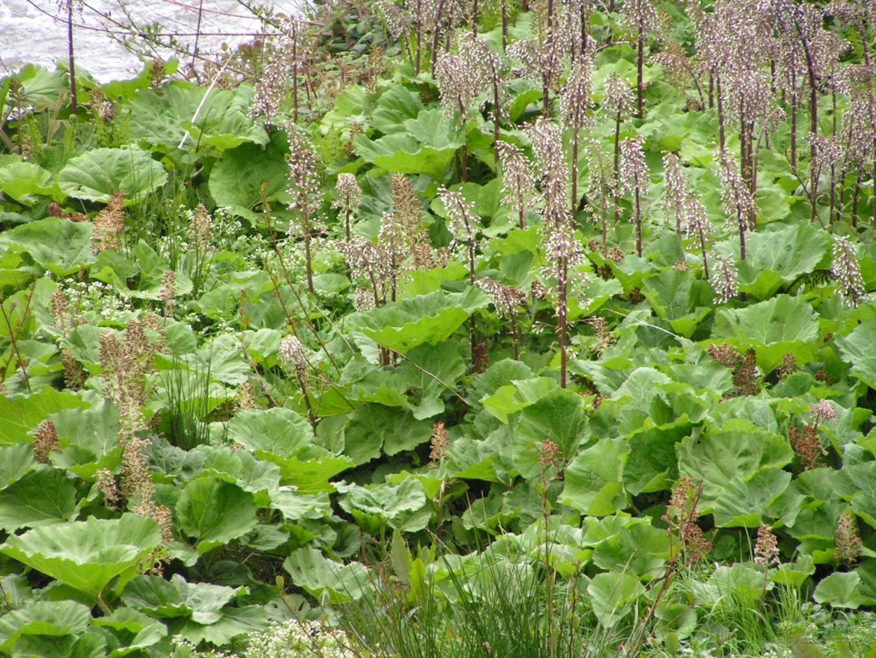 Лопух белокопытник