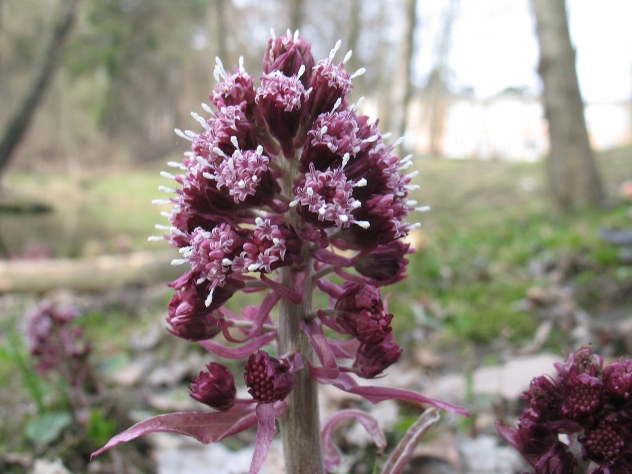 Белокопытник гладкий