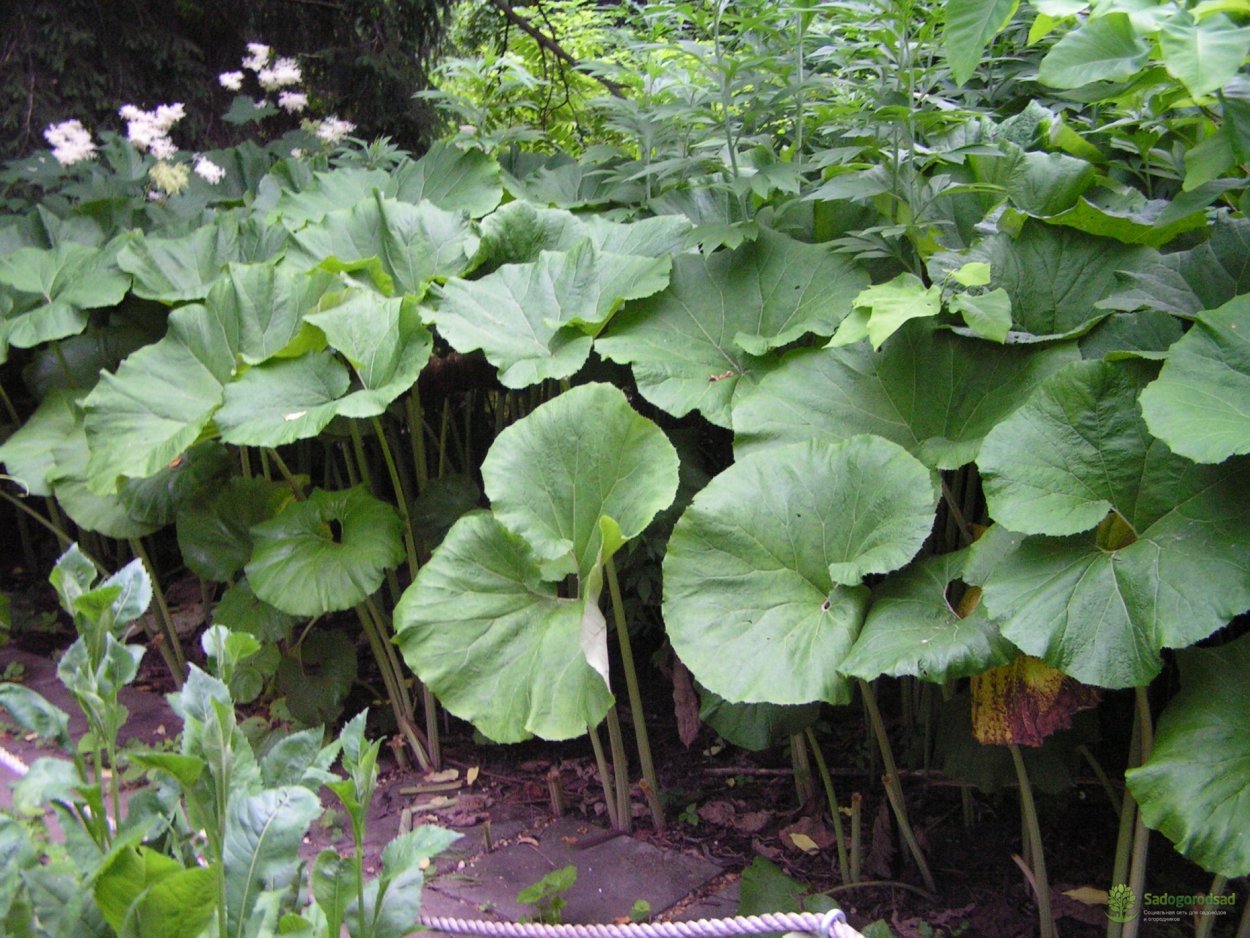 Белокопытник Сибирский