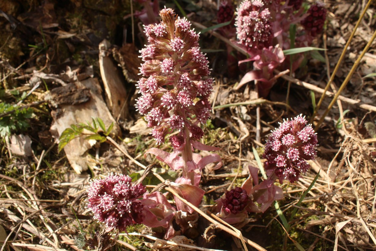 Белокопытник лопух гигант