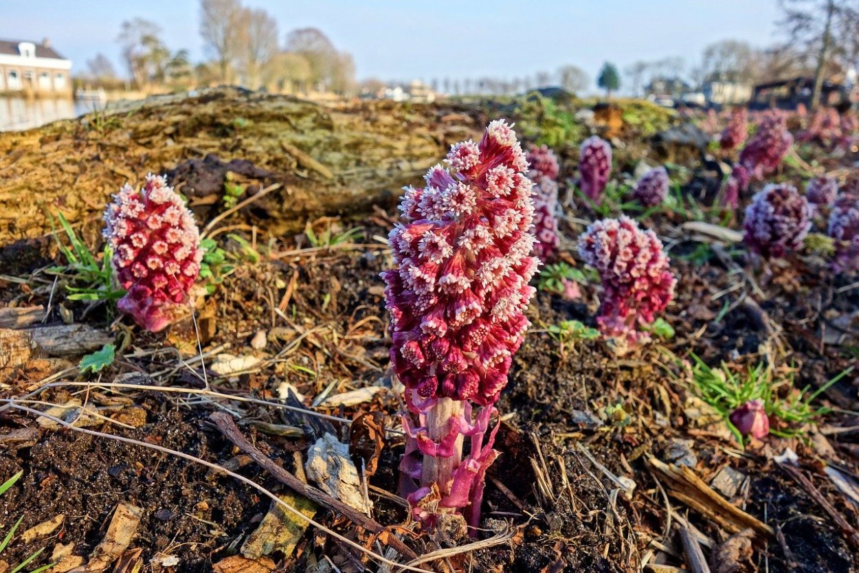 Гель с белокопытником