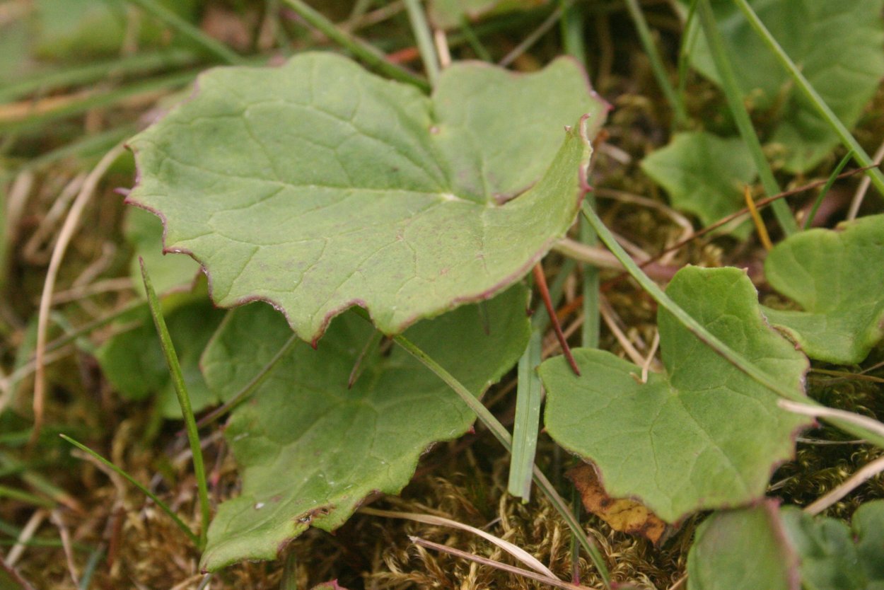 Белокопытник кавказский