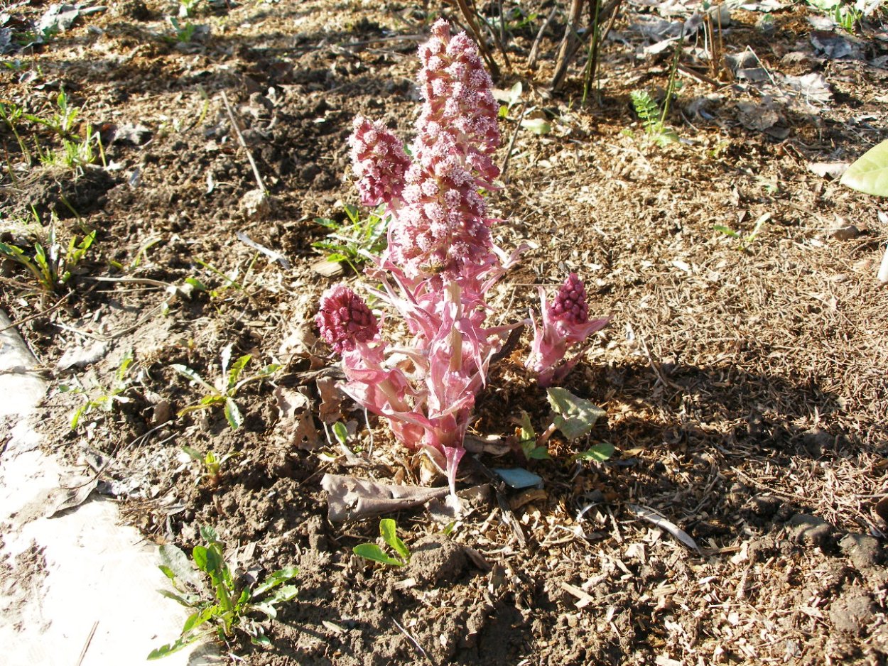 Белокопытник душистый